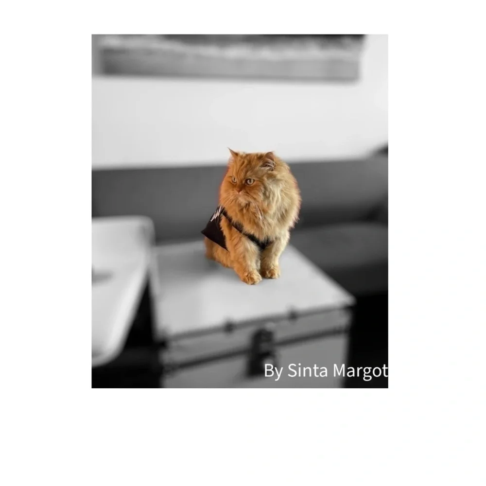 Digital photography print by me of my Persian cat wearing clothing NWT